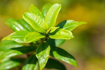 Yellow flower of Allamand plant (Allamanda cathartica) closeup.