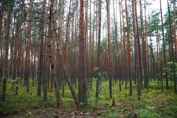 pine forest with green grass in Belarus