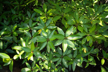 Fototapeta na wymiar Mangrove leaves in natural light.