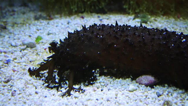 Holothuria in the marine aquarium, tentacles collects food on the sand