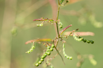Aeschynomene americana plant close-up in natural light.