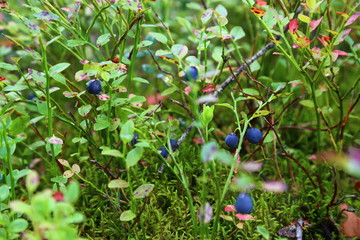 Bush of a ripe bilberry in the summer closeup