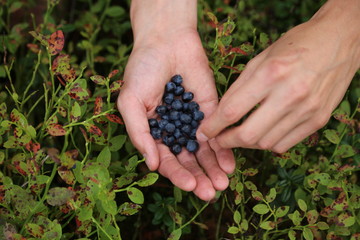 blueberries in the hands close up on a background of grass