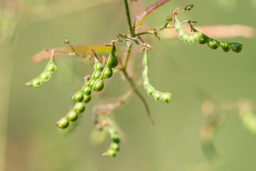 Fototapeta premium Aeschynomene americana plant close-up in natural light.