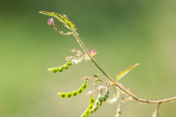 Aeschynomene americana plant close-up in natural light.