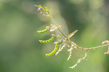 Aeschynomene americana plant close-up in natural light.
