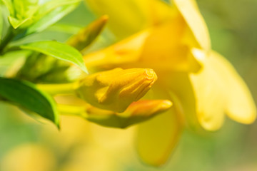 Fototapeta premium Yellow flower of Allamand plant (Allamanda cathartica) closeup.