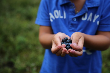 blueberries in the hands close-up in children's hands