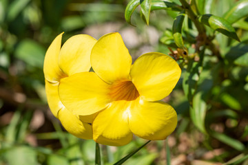 Yellow flower of Allamand plant (Allamanda cathartica) closeup.