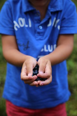 blueberries in the hands close-up in children's hands