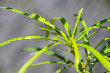 Thevetia peruviana (Cascabela thevetia) - plant in nature, close-up. Thailand, Koh Chang Island.