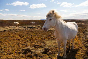 Obraz premium Beautiful backlit white Icelandic horse with wind-blown mane standing in field staring with other horses feeding in soft focus background