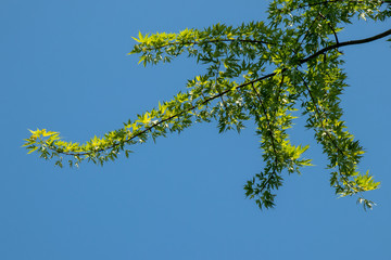 Leafy Green on Blue Sky