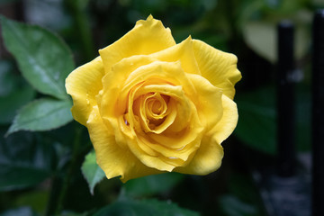 Yellow Rose
