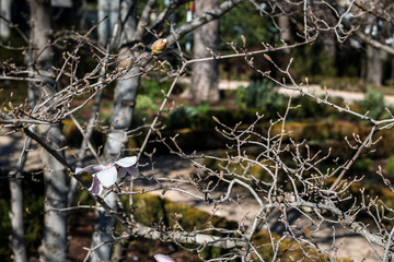 Magnolia flowers blooming in early Spring