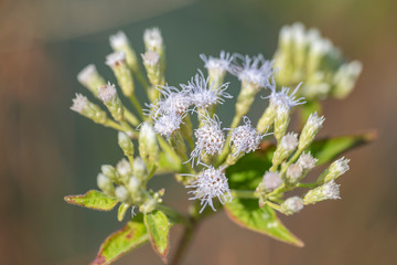 Plant Chromolaеna odorata close-up in natural light.
