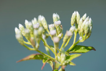 Plant Chromolaеna odorata close-up in natural light.
