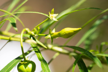 Thevetia peruviana (Cascabela thevetia) - plant in nature, close-up. Thailand, Koh Chang Island.