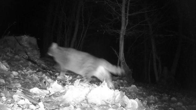 Europ&auml;ische Wildkatze nachts im Wald, Freilandaufnahme