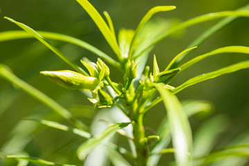Fototapeta na wymiar Thevetia peruviana (Cascabela thevetia) - plant in nature, close-up. Thailand, Koh Chang Island.