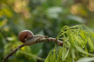 snail on a leaf
