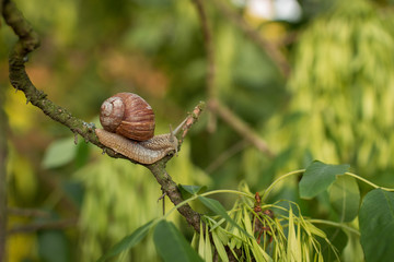 snail on leaf