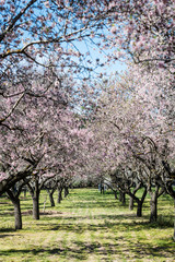 Fototapeta premium Almond trees blossoming in Quinta de los Molinos park in Madrid