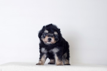 珍しいトイプードル