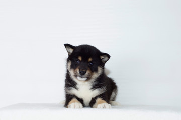 伏せをする黒豆柴