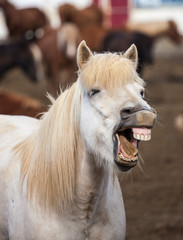 Funny icelandic horse smiling and laughing with large teeth