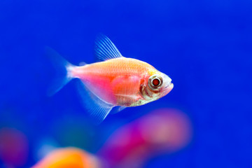 Red fish Ternezia. Gymnocorymbus ternetzi