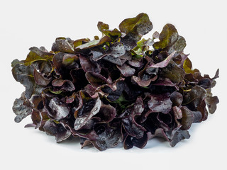 red oak lettuce on white background. .