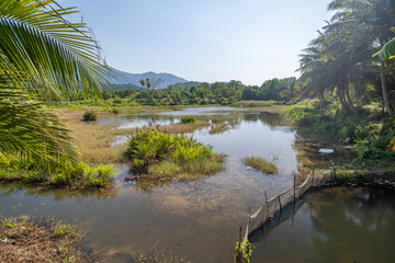 Fototapeta premium Backwater close to mangrove forest.