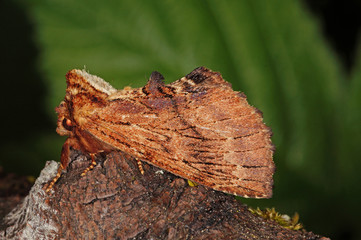 Ptilodon capucina (LINNAEUS, 1758) Kamel-Zahnspinner DE, RLP, Reil (Mosel) 23.05.2015