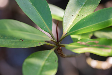 Mangrove leaves in natural light.