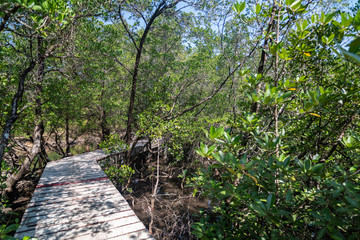 Obraz premium Hiking wooden path in the mangrove forest.