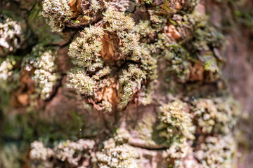 Bark of mangrove trees close up