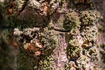 Bark of mangrove trees close up