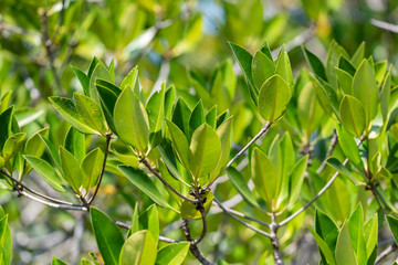 Mangrove leaves in natural light.