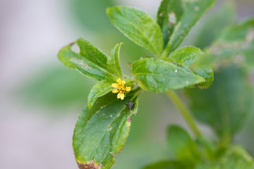 Fototapeta na wymiar Flower Calyptocarpus vialis closeup
