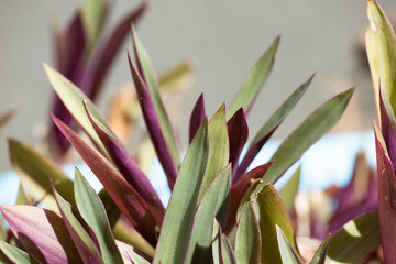 Naklejka na ściany i meble Tradescantia spathacea, green and purple leaves closeup.