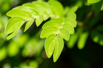 Fototapeta na wymiar Albizia julibrissin - young green leaves close up