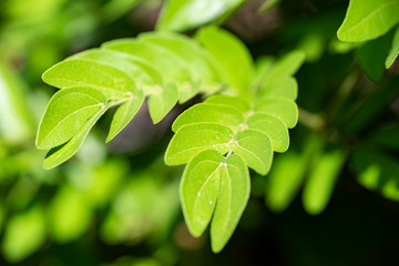 Fototapeta na wymiar Albizia julibrissin - young green leaves close up