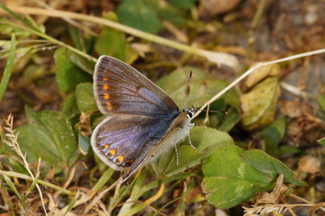 Polyommatus icarus (ROTTEMBURG, 1775) Hauhechel-Bläuling, Weibchen DE, RLP, Starkenburg, Mosel 23.05.2015