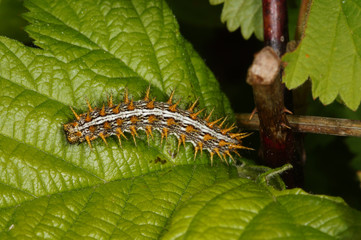 Brenthis daphne (BERGSTRÄSSER, 1780) Brombeer-Perlmuttfalter, Raupe DE, RLP, Starkenburg, Mosel 23.05.2015