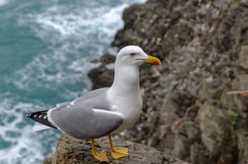 seagull