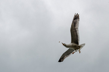 seagull