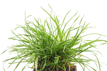 Grass with roots.