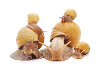 Family of snails.