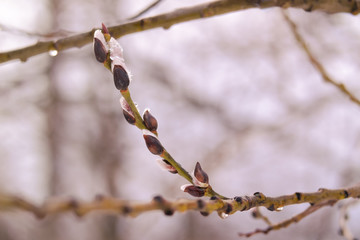 Willow branch with leaf buds in early spring
